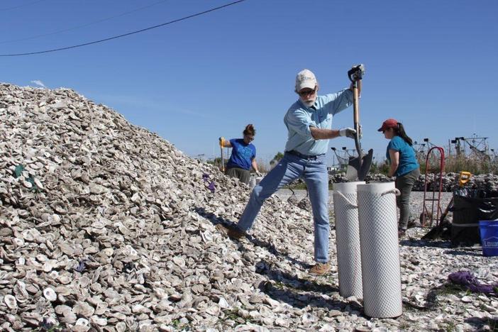 How recycled oyster shells are helping save Louisiana's dwindling coastline