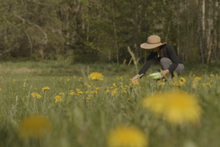 Learn how to make dandelion and cat ear tempura with wildlife filmmaker Nim Pontecorvo.