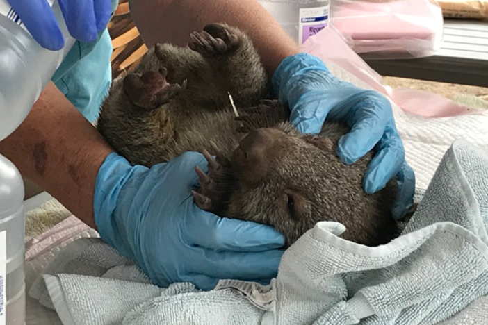 A baby wombat was saved from the devastating Australian fires.