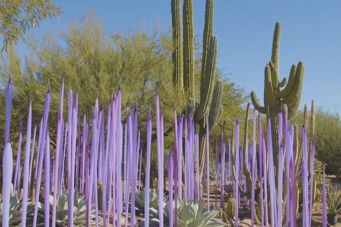 Glass artist Dale Chihuly's exhibit takes inspiration from Arizona's desert landscape