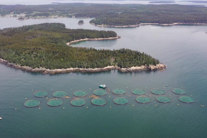 Burgeoning salmon farming industry sparks controversy over pollution and sustainability
