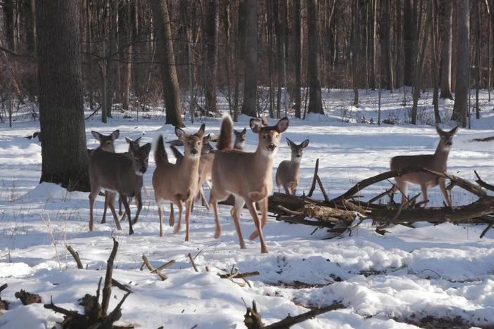 Scientists discover shockingly high rates of COVID infections among white-tailed deer