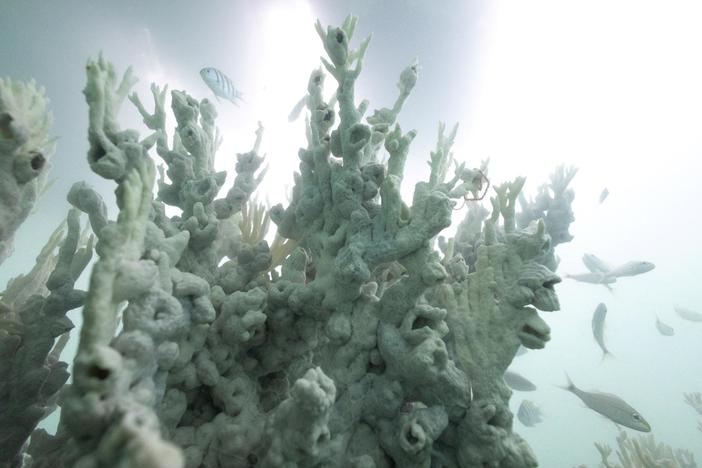 Record-breaking ocean heat triggers massive coral reef bleaching