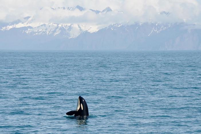 Wildlife experts venture into Alaska’s vast Kenai Fjords National Park in search of orcas.