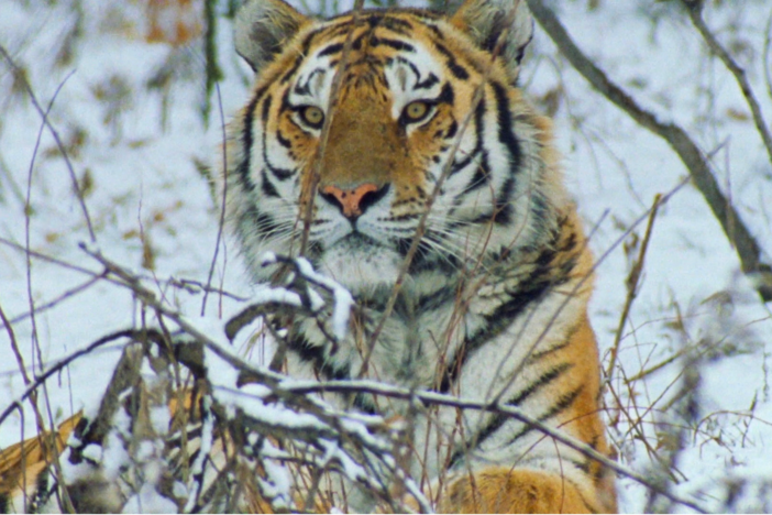 Since the 90s, conservationists have worked to understand the many threats to tigers.