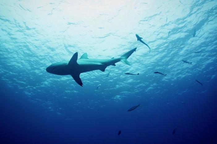 Dive down to Osprey Reef to view the sharks that live there.