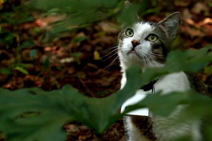 An engineer straps a camera to a stray cat and creates a media sensation.