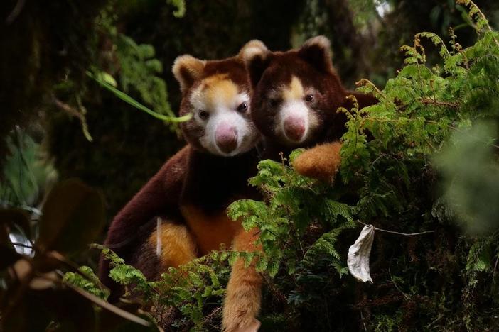 Meet the elusive Matschie’s Tree Kangaroo
