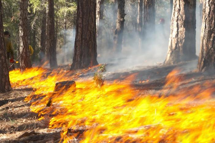 Embracing ‘controlled burns’ to protect wildfire-prone areas
