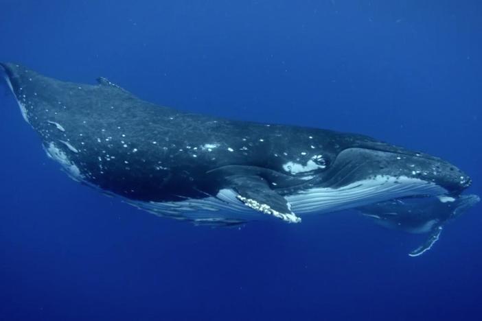 Learn about humpback whales, who return to the reef to calve in the warm tropical water.
