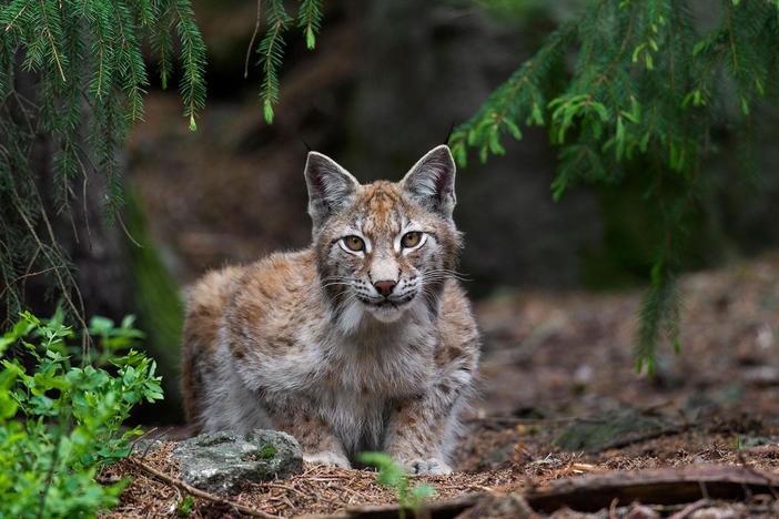 Lynx, wolf and reindeer survive through surprising alliances in the Scandinavian forest.