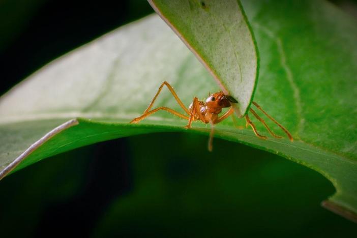 Leaf Cutter ants deliver their payload to a fungus underground to grow food.