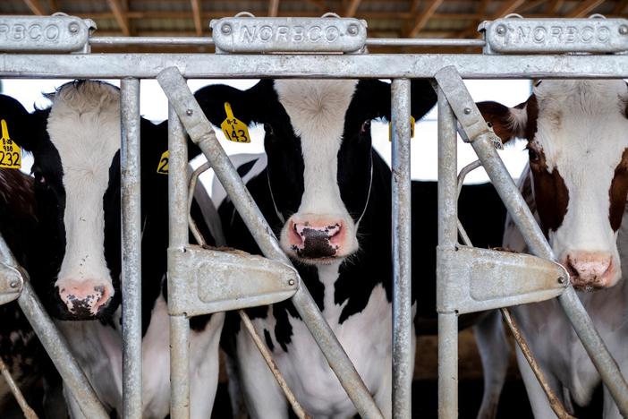 Fragments of bird flu virus detected in cow's milk sold in grocery stores