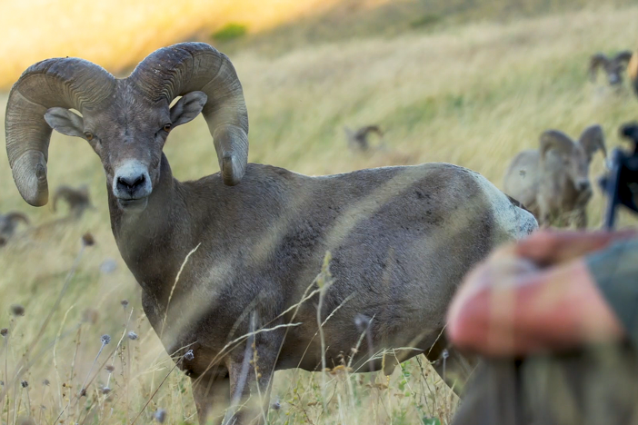 A decimated Bighorn sheep population begins their journey to a spectacular comeback.