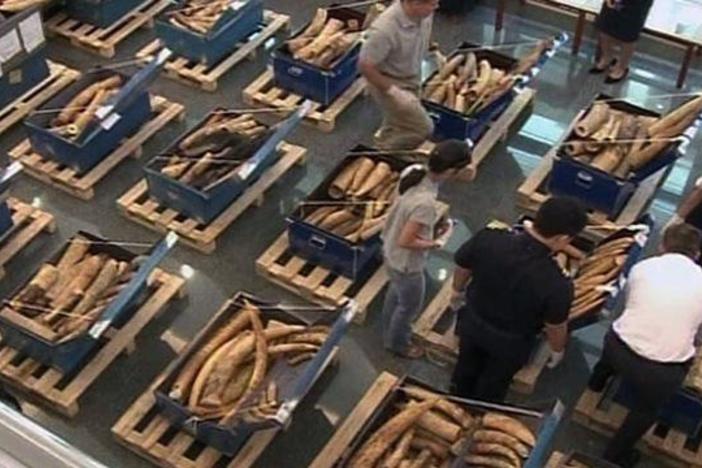 Demand for Ivory Explodes in Asia, Where Industry Expands Despite Ban