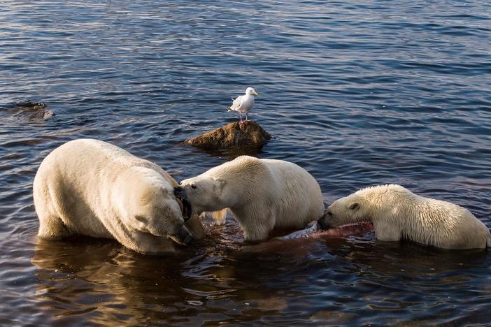 Witness the unique behavior of polar bears hunting beluga whales in Canada.