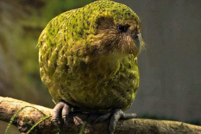 Meet Sirocco, a rare kākāpō and the only one with its own Twitter account!