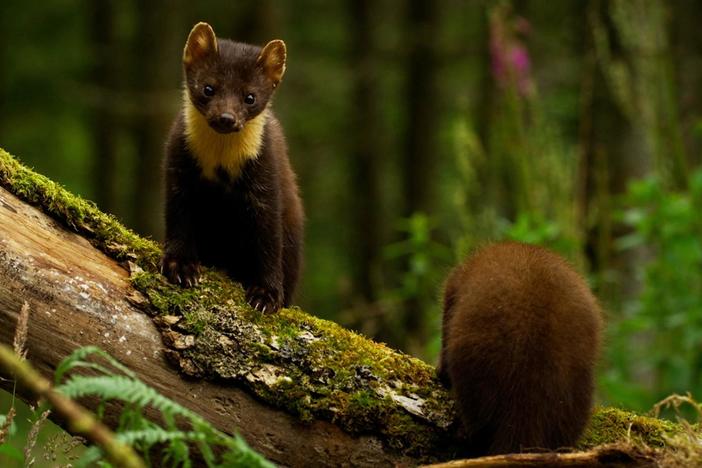 Two pine marten kits grow up over several months.