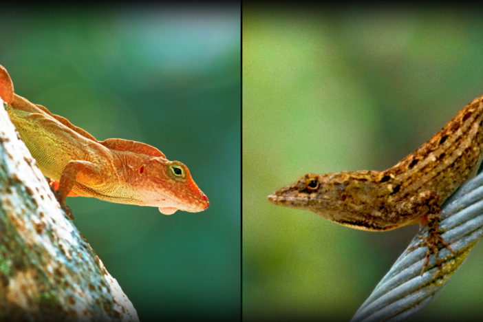 Examine city-dwelling anoles with remarkable evolutionary changes.