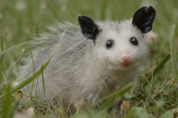 Explore the myths and misconceptions surrounding the widely misunderstood opossum.