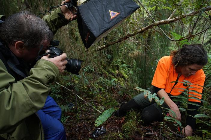 Joel Sartore and Tracey Dearlove go in search of a rare rowi kiwi.