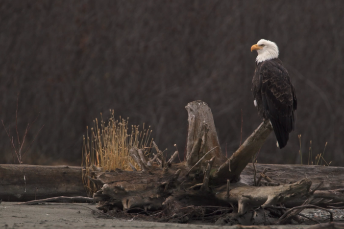 The greatest bald eagle migration on Earth happens in the Alaskan village of Haines.