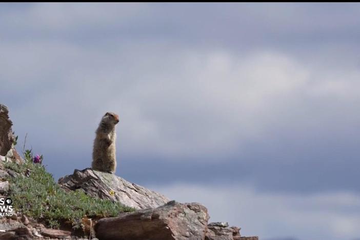 How studying arctic ground squirrels can help advance human brain health