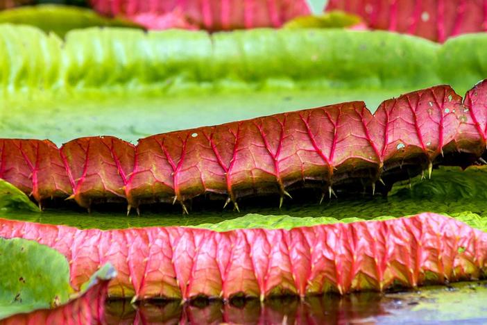 The Giant Water Lily creates around 40 leaves that each expand to more than 6 feet across.