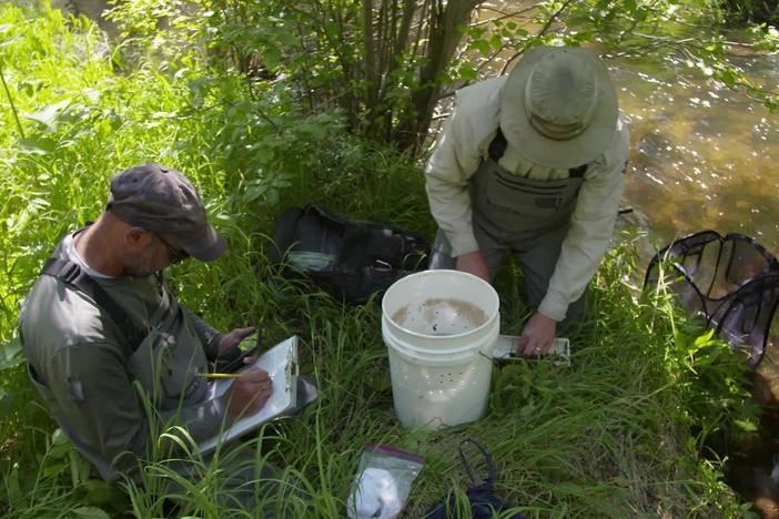 Montanans fish for answers to mysterious decline in trout population