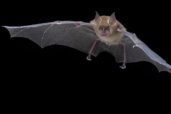 Hear the echolocation calls of different species of Gorongosa bats and crickets.
