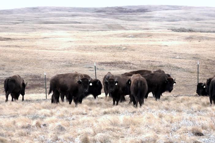 The Blackfeet Nation has long relied on bison to fill their spiritual & material needs.  