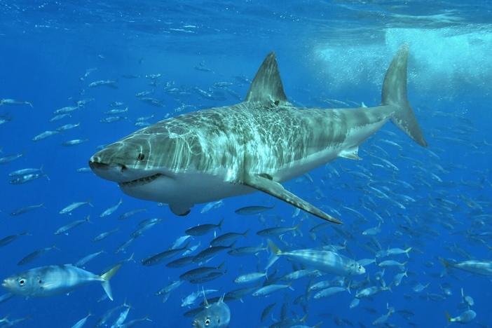 Armor-like shark skin may offer blueprint for defense against superbugs