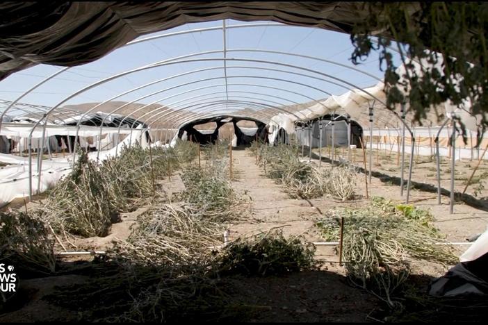 Drought-stricken California faces rise in water theft by illegal marijuana farms
