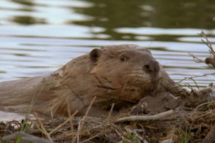 Join host Chris Kratt as he explores how beavers construct their habitats.