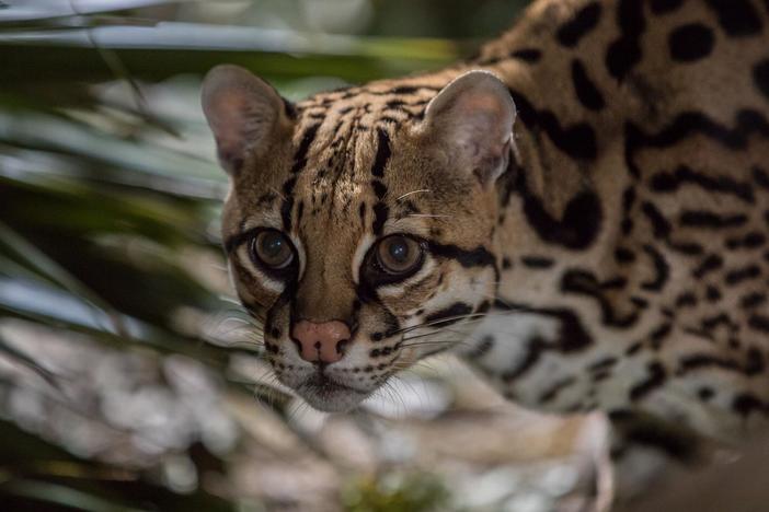 Dive deep into South Texas to meet one of America’s most endangered cats: the ocelot.