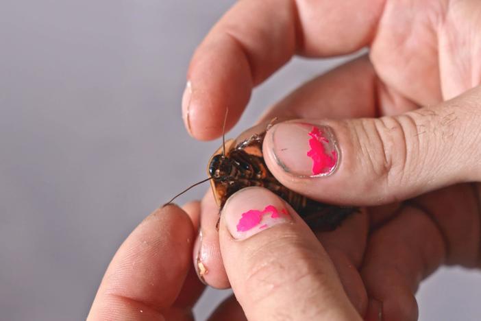Four women bond over crickets, worms, and roaches on an insect farm in Labelle, Florida.