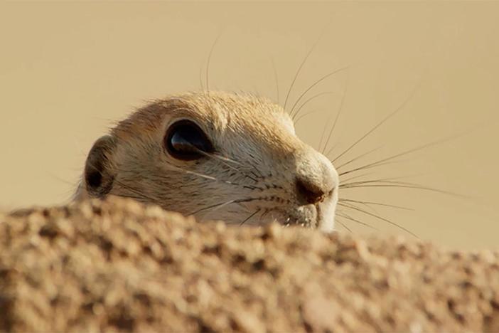A father prairie dog must fight off one of the prairies' most lethal hunters.