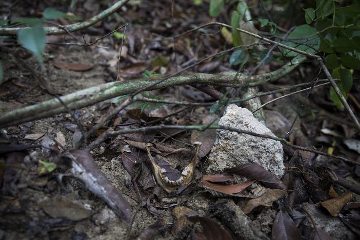 Human trafficking camps, mass graves discovered in Malaysia
