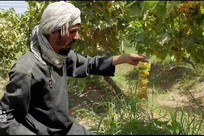 Taliban takeover threatens Afghan agriculture as farmers fear being forced to grow poppy