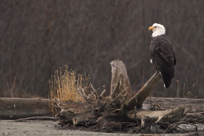 The story of how the Bald Eagle soared to its vaunted perch in American iconography.