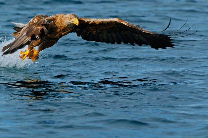 Powerful sea eagles, with eight-foot wingspans compete for fish along the Norwegian coast.