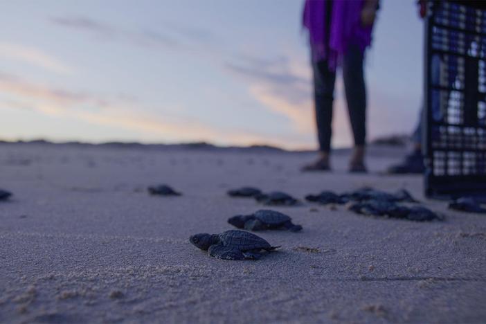 The Comcáac Turtle Guardians are doing all they can to protect sea turtles.
