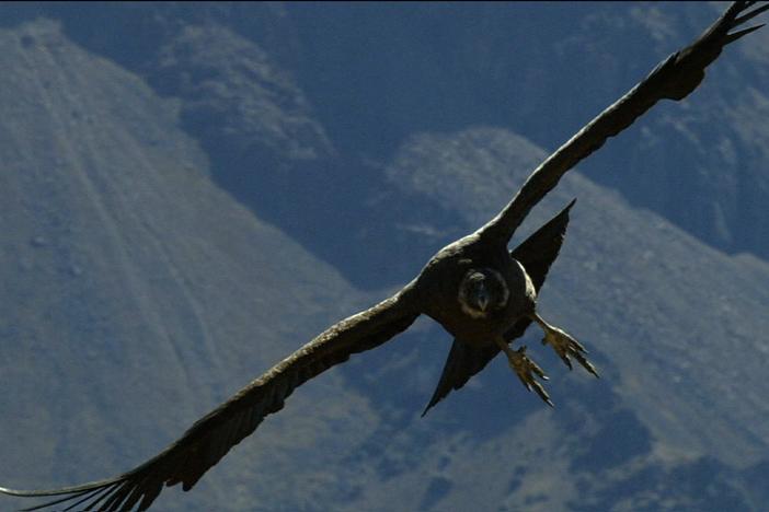 An Andean condor teaches its six-month-old chick to fly in Patagonia.