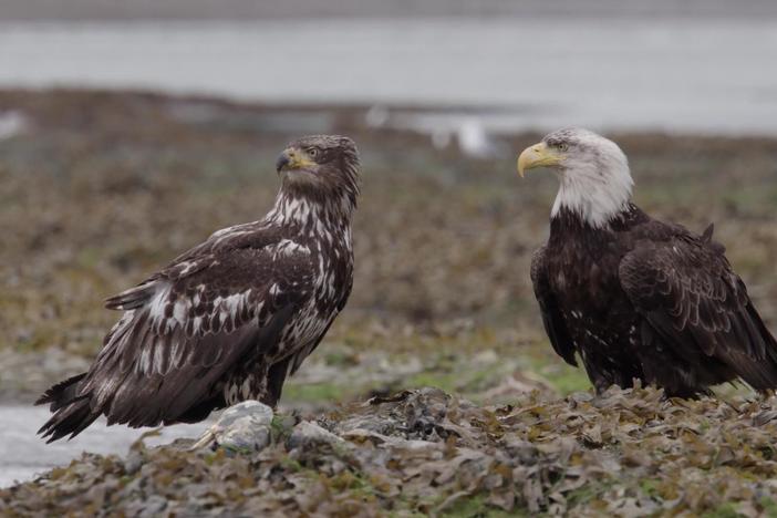 Bald Eagles live up to 25 years, and they gain their iconic white crown by age 5.