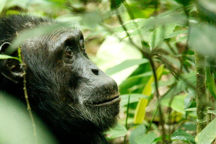 Meet the wild chimpanzees revealing the medicinal properties of plants to researchers