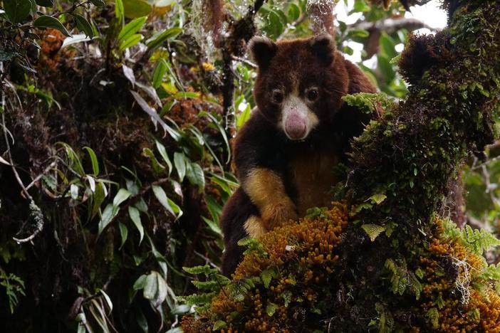 Meet the elusive Matschie’s tree kangaroo in the cloud forests of Papua New Guinea.