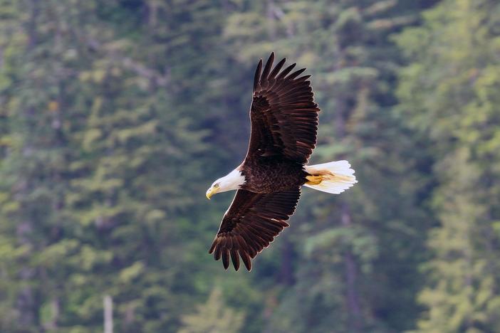 Watch as a Bald Eagle makes live appearance during the first episodes of Wild Alaska Live.