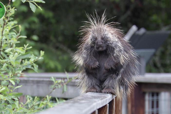 Pesky porcupines are nibbling their way through the production village!
