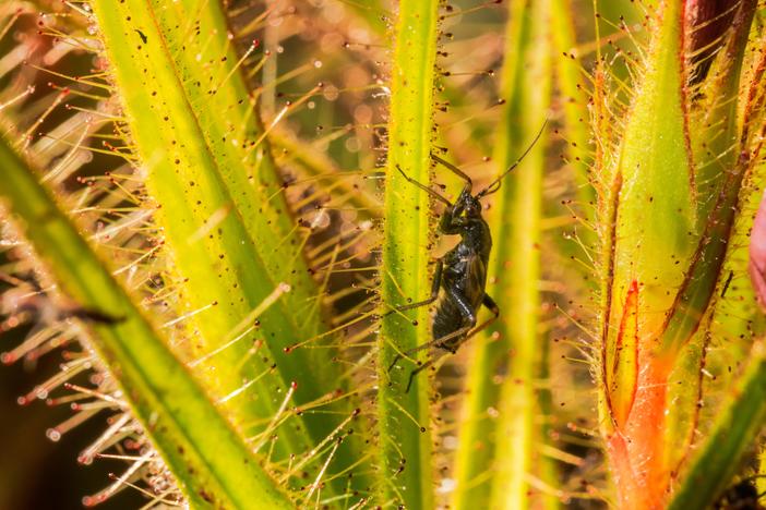 Roridula Plants depend on Pameridea bugs to process trapped insects.