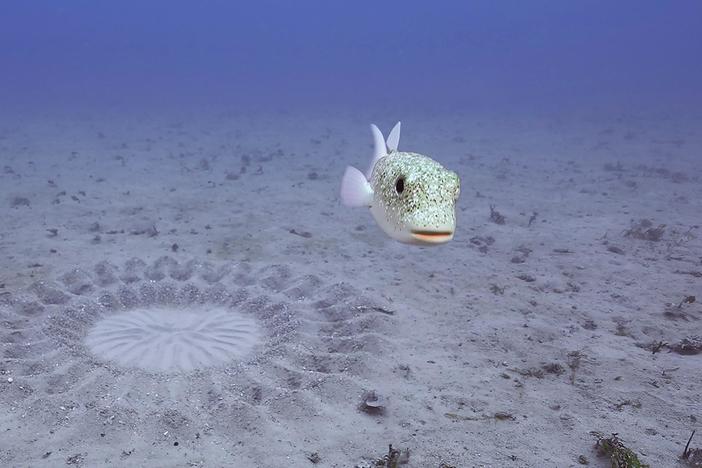 Male Japanese pufferfish build exquisite sand sculptures to attract a mate.